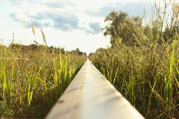 Chemin Fer Dans Herbe Été — Photo