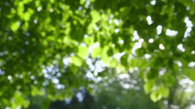 Ufuk taze yeşil doğa arka plan - kamera pan