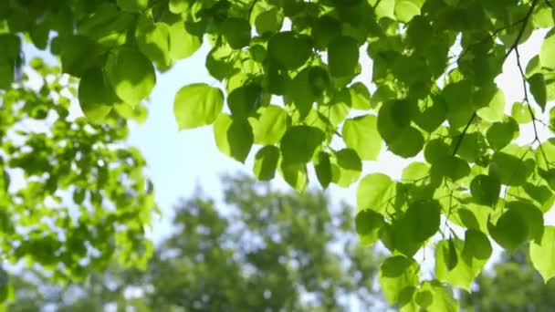 Krásné čerstvé zelené listy proti slunci - Změna ostrosti