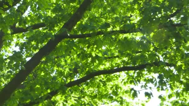 Přírody - stromy proti slunci s optickým světlice - fotoaparát pánve