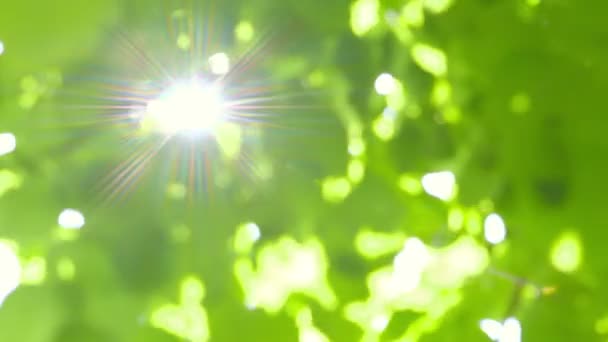 Abstraktní čerstvé zelené listy proti slunci, sluneční paprsky - rozostření - fotoaparátem pánev