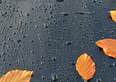 Su damlaları ile parlak siyah araba boya yapraklar