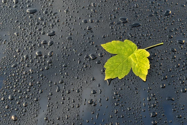 Gocce d'acqua su vernice nera lucida auto con foglia — Foto Stock