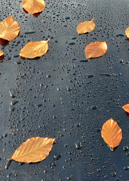 Gotas de agua sobre pintura de coche negro pulido con hojas —  Fotos de Stock