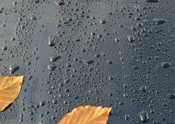 Gotas de agua sobre pintura de coche negro pulido con hojas —  Fotos de Stock