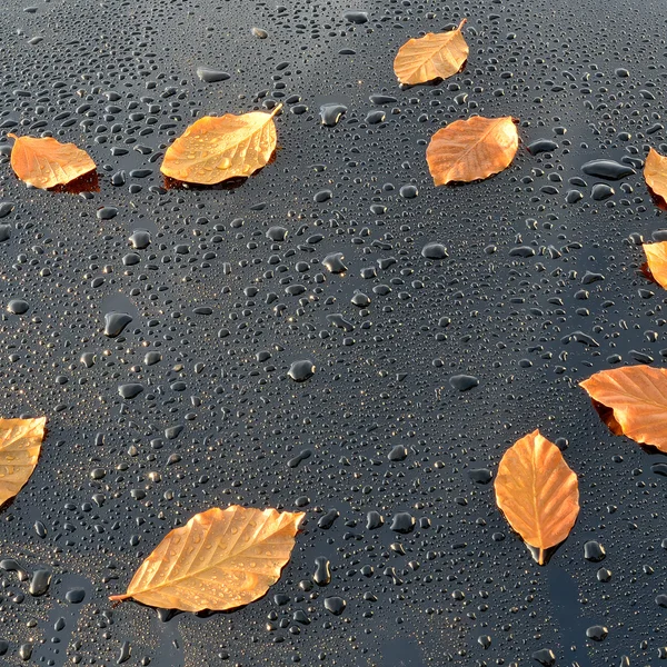 水滴在抛光的黑色车漆与叶子 — 图库照片