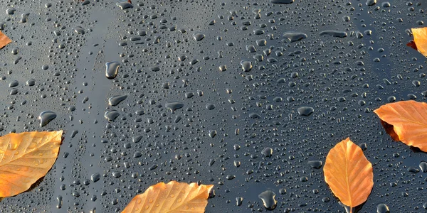 Water Drops on Polished black Car paint with Leafs — Stock Photo, Image