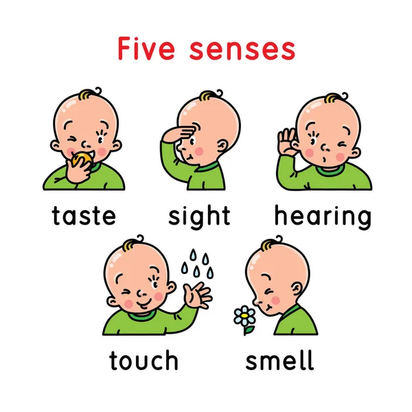 Ícone de cinco sentidos. Toque, gosto ouvir o cheiro da vista — Vetor de Stock