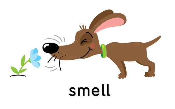 Um cão cheira uma flor. Um dos cinco sentidos. Ilustração do cheiro — Vetor de Stock