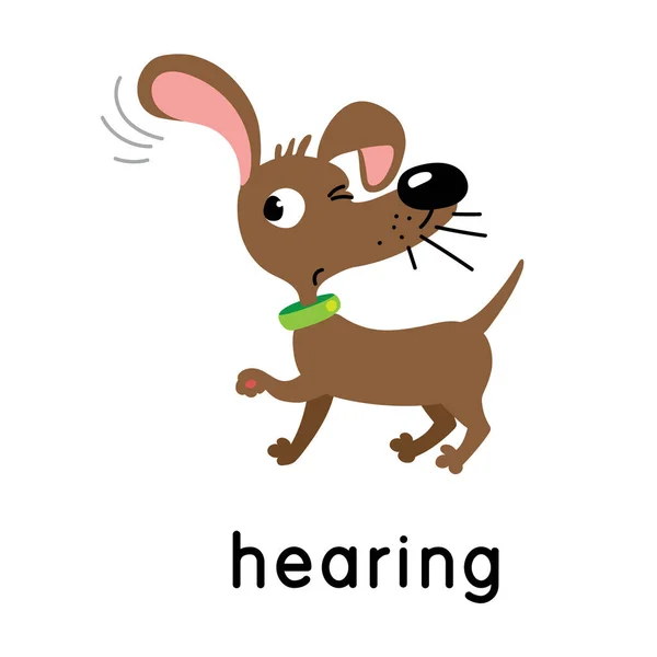 A dog is hearing. One of five senses. Hearing illustration — Vector de stock