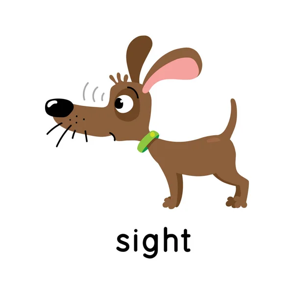 The dog looks carefully. One of five senses. Sight illustration — Archivo Imágenes Vectoriales