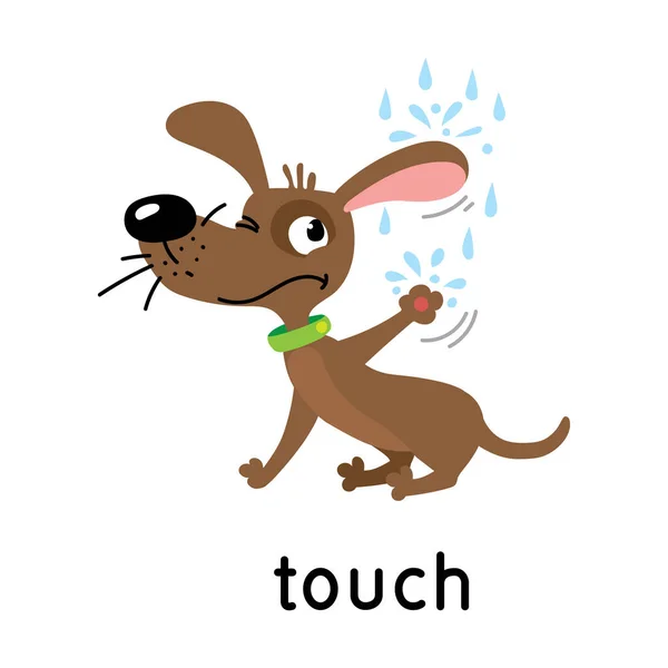 Cão e gotas de chuva. Um dos cinco sentidos. Ilustração do toque —  Vetores de Stock