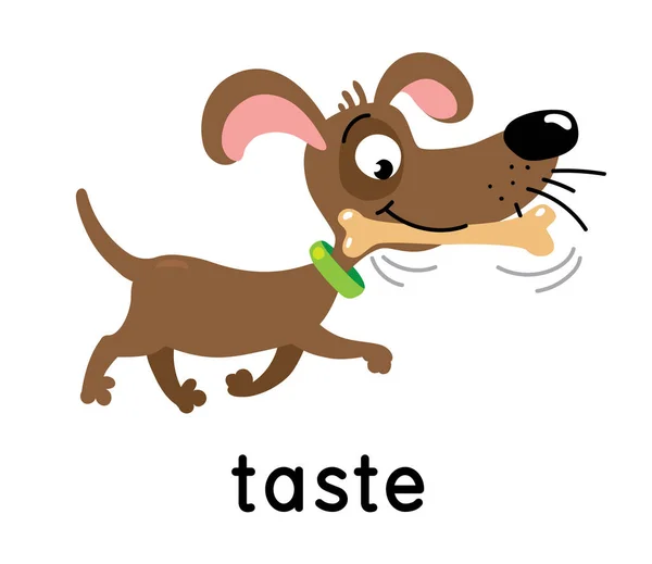 The dog carries a bone. One of five senses. Taste illustration — Archivo Imágenes Vectoriales