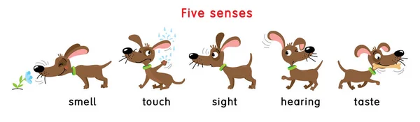 Pięć ikon zmysłów. Dotyk, smak zapachu słuchu — Wektor stockowy