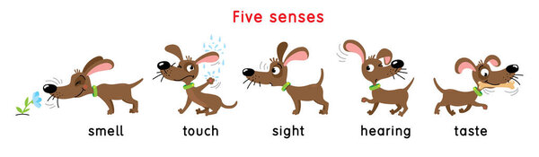 Five senses icon. Touch, taste hearing sight smell