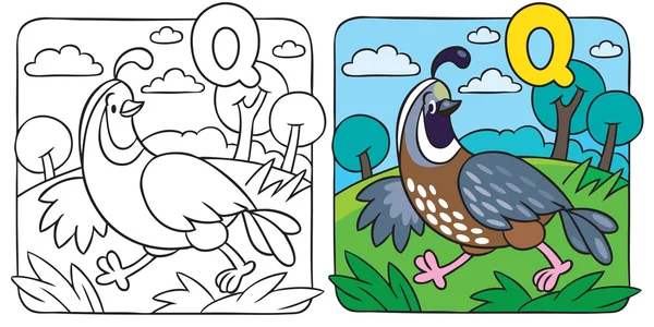 Petit livre de coloriage de caille. Alphabet Q — Image vectorielle