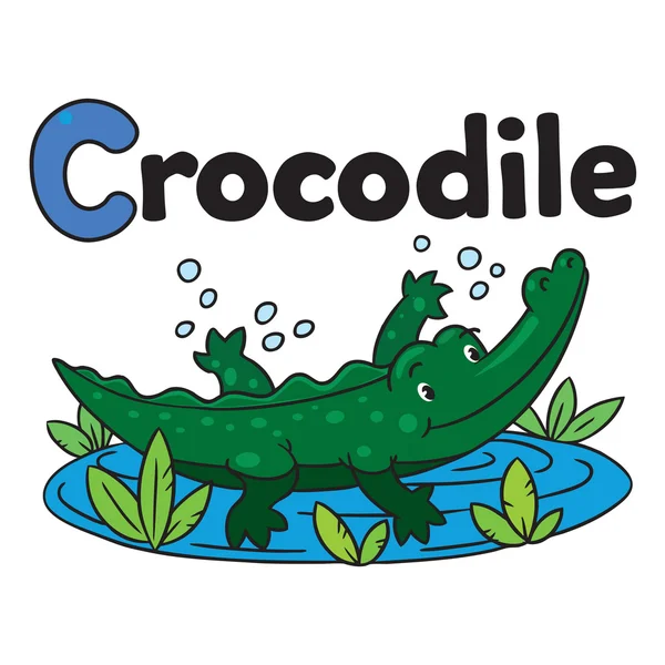Little crocodile or alligator, for ABC. Alphabet C — Stock Vector