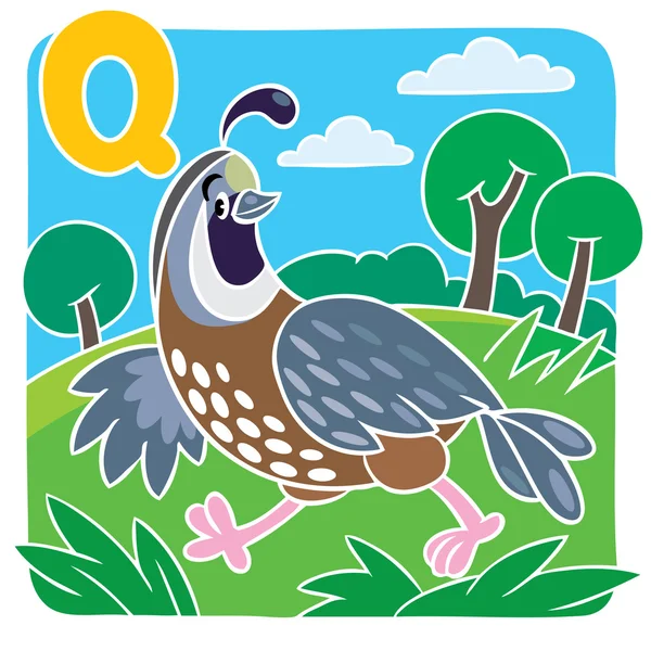 小さなウズラ。アルファベット Q — ストックベクタ