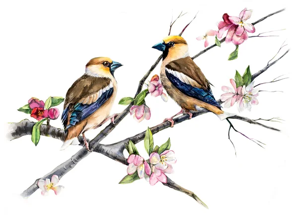 Grosbeaks on a branch with flowers. Decoration with wildlife scene. — Stock Photo, Image