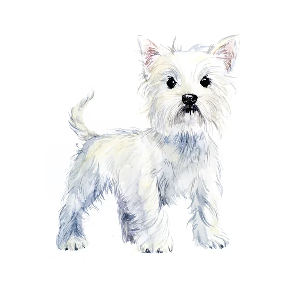 West highland terrier. — Zdjęcie stockowe