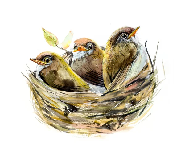 Three chicks. Nest with a baby birds. — Stock Photo, Image