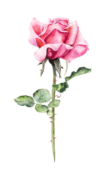 Pattern from pink rose. 