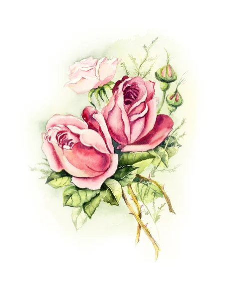 Cartão vintage, rosa rosa . — Fotografia de Stock