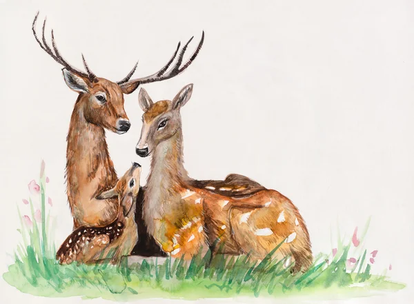 Aile geyik. Yaban hayatı