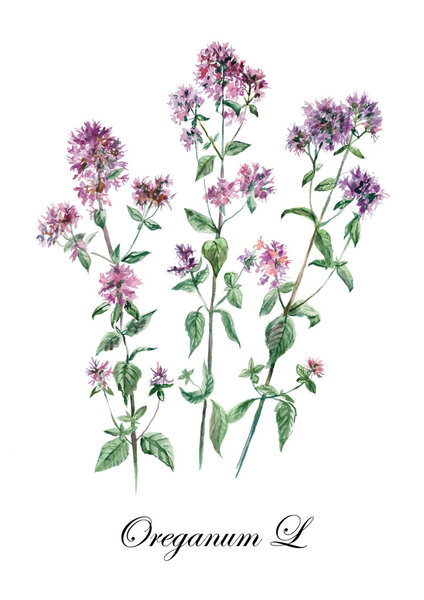 Oregano. Collection herb.