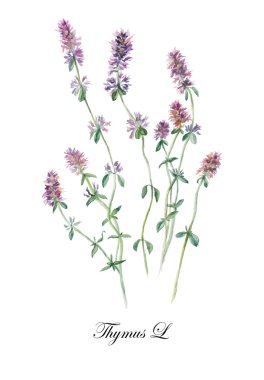 kekik. koleksiyon herb.