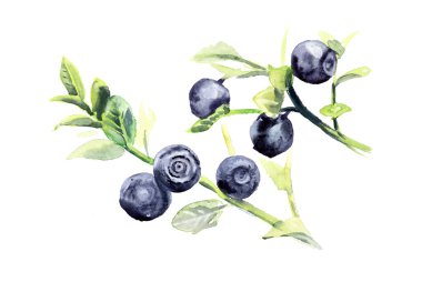 Şube bilberry.