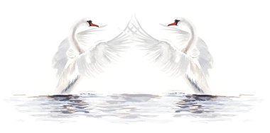 Kuğu yüzen.
