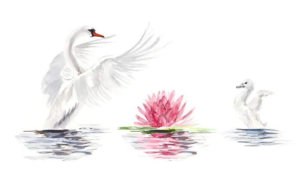 Swan floats. Swan with baby birds. — Zdjęcie stockowe