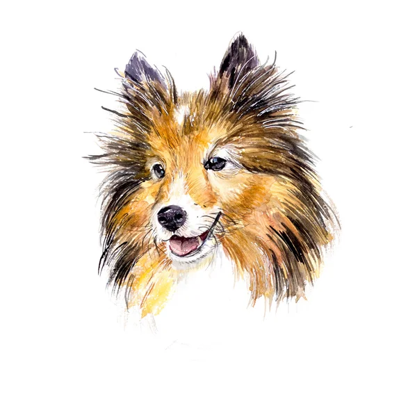 Sheltie. Portret hond. — Stockfoto