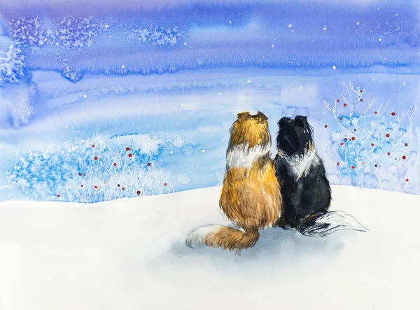 Sheltie. Two dog. Dogs meeting.