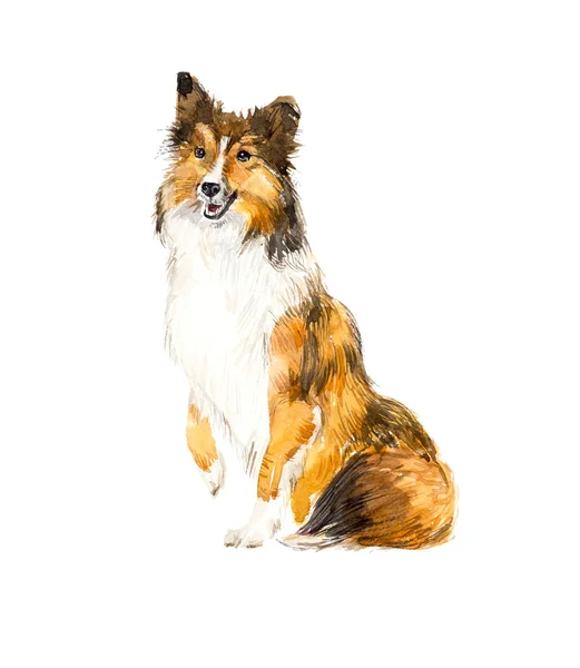 Sheltie. Cane ritratto . — Foto Stock