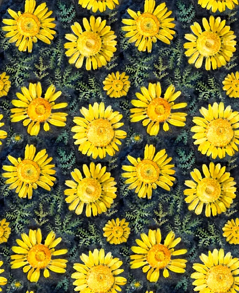 노란 chamomiles의 완벽 한 패턴. — 스톡 사진