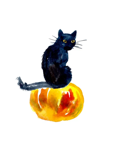 Gato en calabaza . —  Fotos de Stock