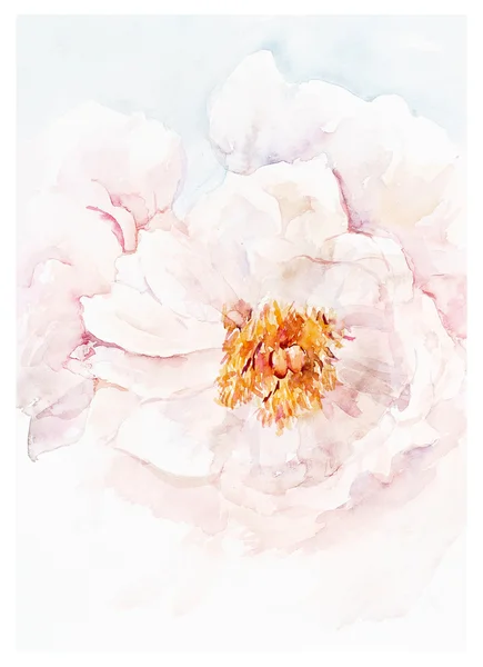 Çiçek açan peonies ile dekorasyon.