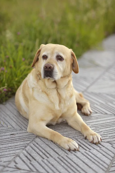 Labrador retriever — Foto de Stock