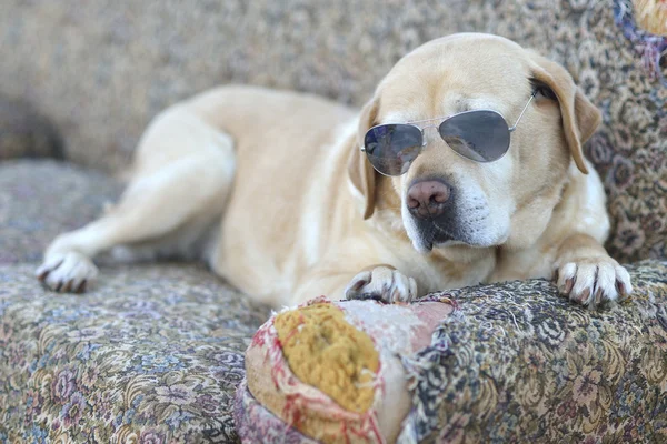 Recupero labrador — Foto Stock