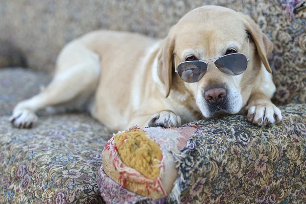 Labrador retriever — Fotografia de Stock