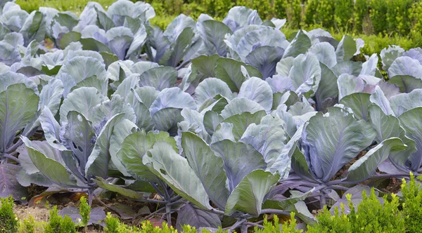 Red cabbage — Stock Photo, Image