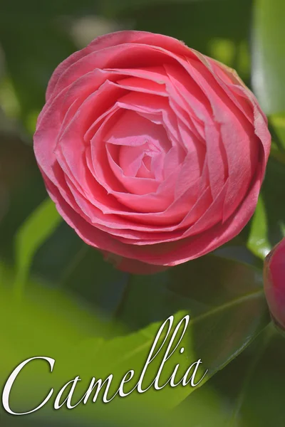 Camellia bloem — Stockfoto