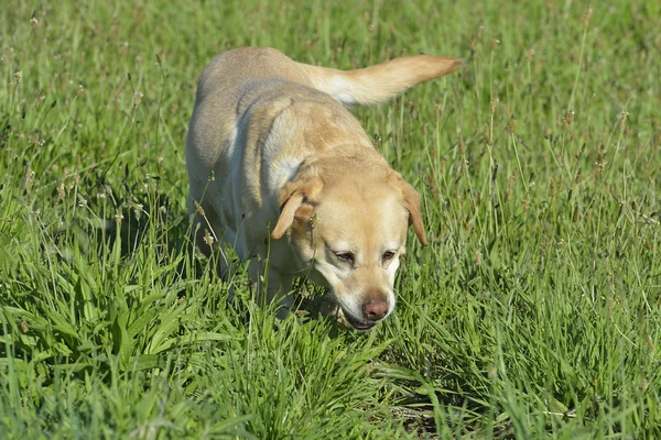 Labrador retriever —  Fotos de Stock