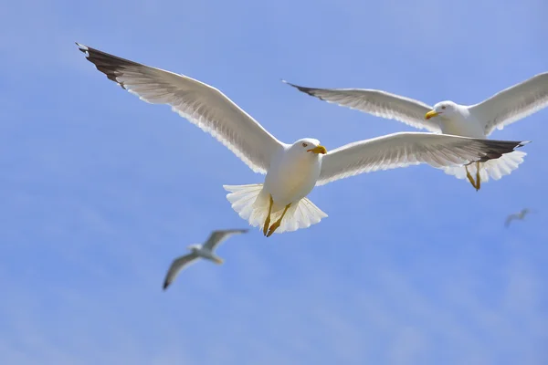 Mouette en vol — Photo