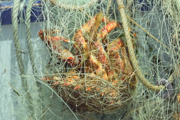Krabbor i fisknät — Stockfoto