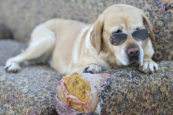 サングラスを持つ素敵なラブラドル ・ レトリーバー犬 — ストック写真