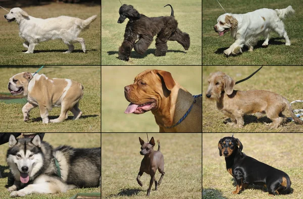 Rasy psów — Zdjęcie stockowe