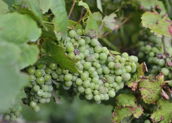 Uvas de albarino — Foto de Stock